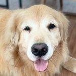 🐾Tyler Costa - @golden.tyller - Instagram