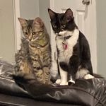 Tyler Culberson - @zelda_and_scout - Instagram