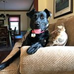 Tyler Curran - @maggieboothedog - Instagram