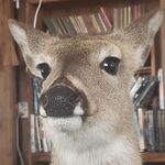 Tyler Deer - @tylerdeer4545 - Instagram