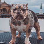Tyler Denton - @hamilton_city_bullies - Instagram