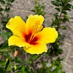 Tyler Dewey - @dtyler58542 - Instagram