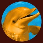 Tyler Dolphin - @tyler__dolphin - Instagram