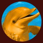Tyler Dolphin - @tyler__dolphin - Instagram