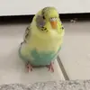 tyler.fordham1 - @tyler.fordham - TikTok