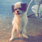Tyler Gerber - @tyler_the_dog12 - Instagram