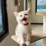 i'm tyler 🤎 - @tyler_gingercat - Instagram
