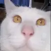 TheGamingGingerTyler19 - @gingertyler19 - TikTok