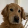 Tyler Goldmann - @tyler.goldmann02 - TikTok