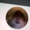 Tyler goldsmith - @tylergoldsmithbro - TikTok