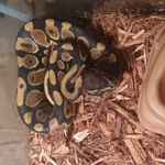 Tyler Gulick - @tylergulick091604 - Instagram