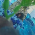 Tyler Helm - @tylers.aquatic.account - Instagram