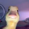 Tyler hollis - @tyler.hollis5 - TikTok