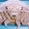 tylerhysell437 - @tylerhysell437 - TikTok