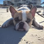 Tyler Jane Burrell - @frenchienugget - Instagram