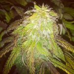 Tyler Lafferty - @hippiestamps - Instagram