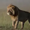 tylerlemay1 - @tylerlemay1 - TikTok