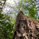 Tyler Lindley - @risingsurvivor - Instagram