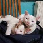 Tyler | Luna - @i2ticcotini_ - Instagram
