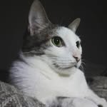 Bono Tyler Maier Nogueira - @bonotyler_thecat - Instagram
