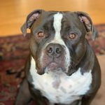 Tyler Matney - @gracieandfrankiebully - Instagram