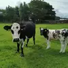 Tyler Mc Ateer - @tyler.mc.ateer - TikTok