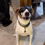 Tyler Mcatee - @coonhoundstanley2025 - Instagram