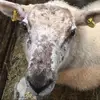 Tyler Mcateer363 - @mr.tylermcateer - TikTok