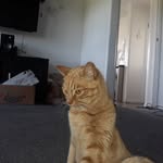 tylermckellar - @tylermckellar7 - Instagram