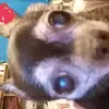 Tyler McNett - @memes_i_saw - TikTok