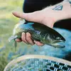 Tyler Meredith - @tailwatertv - TikTok
