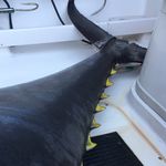 Tyler Meredith - @offshore21 - Instagram