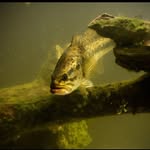 Tylermetts - @tyfishing24 - Instagram