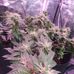 Tyler Munko - Facebook