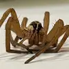 Tyler - @tyler.neu - TikTok
