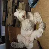 Tyler Newcombe (Nuclear Physic - @tyler.newcombe.nu - TikTok