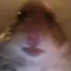 user7390365520158 - @tylernickle43 - TikTok