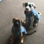Tyler & Otis - @tyler_and_otis - Instagram