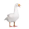 tylerpetri3 - @tylerpetri3 - TikTok