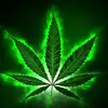 Tyler phares - @tythestoner - TikTok