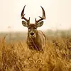 Tyler Purvis - @tylernpurvis - TikTok