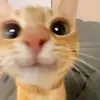 tylerquirk - @tylerquirk - TikTok