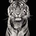Ty Randazzo - Facebook