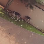 I got huskroines pizzas - @kobe.skyler_tyler_reddy - Instagram