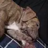 Tyler Risner - @tyler.risner2 - TikTok