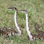Tyler Rivas - @tr_snakes - Instagram