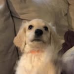 Tyler Scholes - @tyler_45_00_5 - Instagram