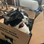 Tyler Serrano - @kartoffles - Instagram