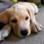 Tyler Simonson - @tysimo3 - Instagram