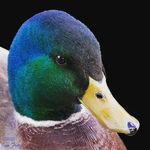 Tyler Sisson - @necromallard - Instagram